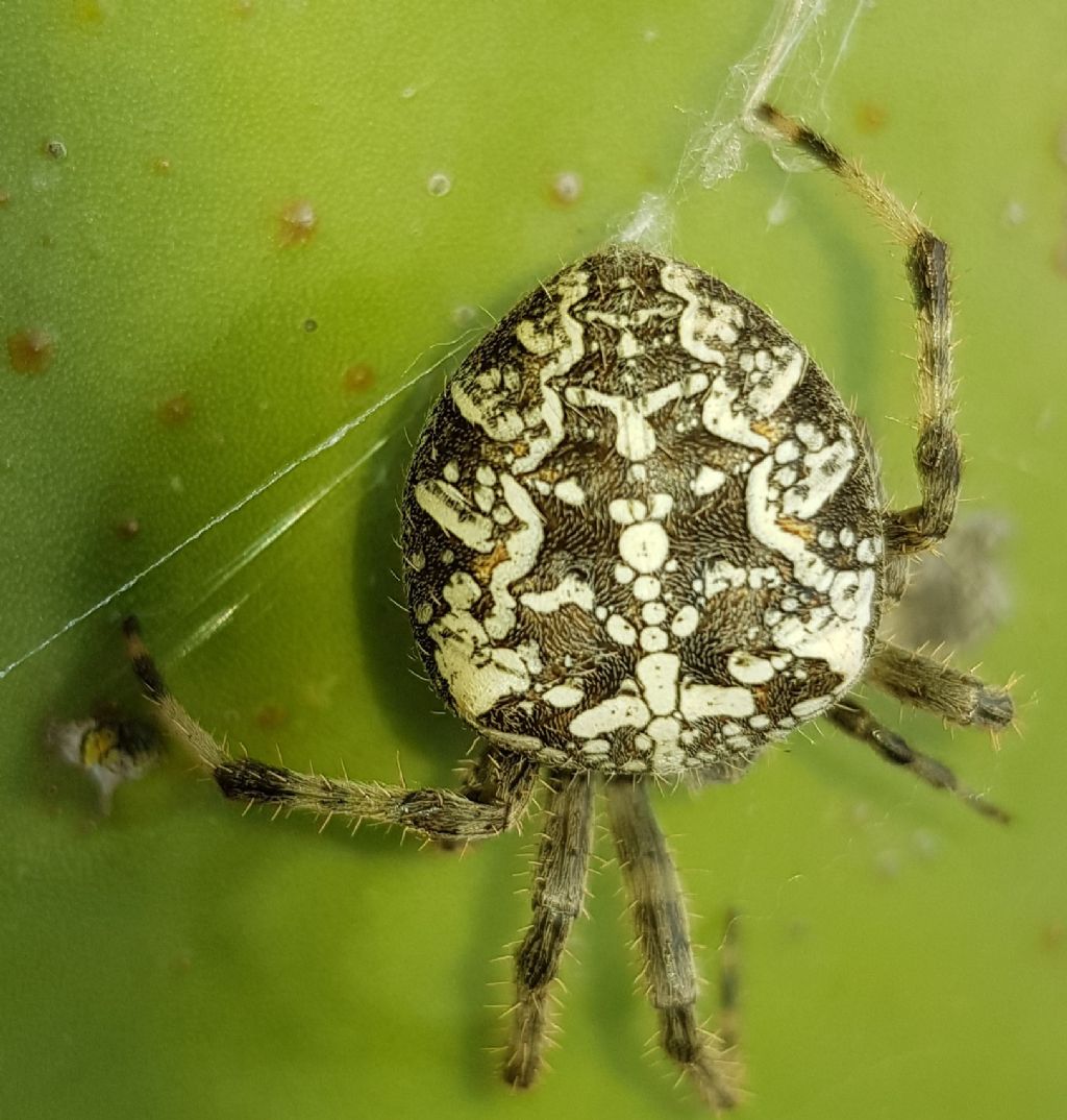 Aranaeus diadematus - Pantelleria